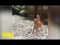 Golden retriever adorably catches snowflakes l GMA