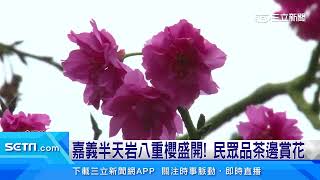 嘉義半天岩八重櫻盛開！民眾品茶邊賞花｜三立新聞台