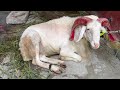 Bakri Eid sheep 2022 Neelsandra