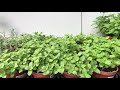 mentha spicata 香草植物盆栽 綠薄荷