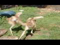 罕見東非冠鶴 幼鳥雀躍動物園│大千世界│東非冠鶴│crane │動物奇觀