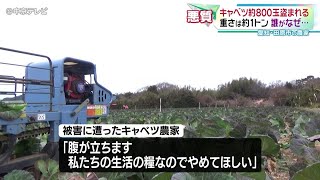 【キャベツ約800玉盗まれる】「私たちの生活の糧なのでやめてほしい」　警察は同業者による犯行の疑いもあるとみて捜査　愛知・田原市