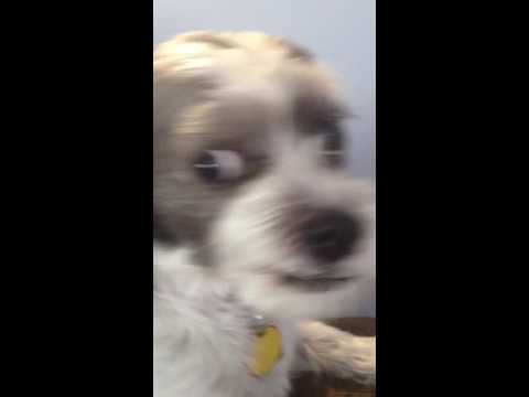 Crazy Dog!! Won't Stop Licking The Air!! Crazy Dog!! Won't Stop Licking The Air!!