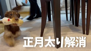 年末年始に贅沢した犬と飼い主は頑張りました◎