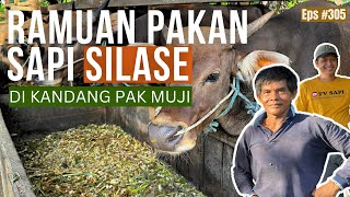 Pakan Sapi Silase Pak Muji