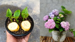 Hydrangea cuttings using banana easiest method | How to grow hydrangeas