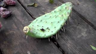 How to Root Cactus Pads , Propagate , Clone