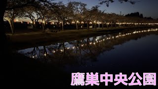 秋田県北秋田市鷹巣中央公園の桜を見てきました