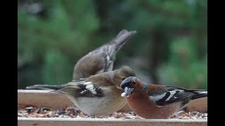 Buchfink - Fringilla coelebs