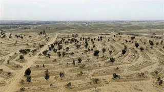 我国耗资上千亿元，在沙漠种植大量树木，如今变成什么样了？