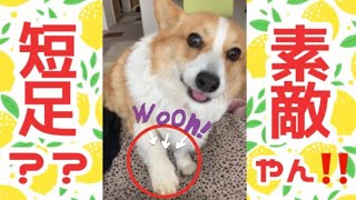 短足のせい？『お手』が下手くそなコーギー犬が可愛いすぎたwww  #Shorts