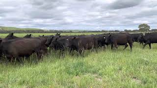 Noorinya Angus Heifers