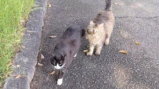 おやつちょうだい～♪と近づいてきた猫さんたち【Cats approached me asking if I could get a snack♪】