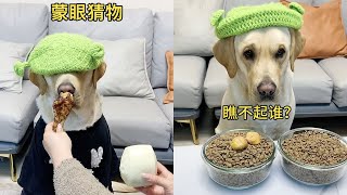 【旺仔很忙🐶】狗子：雖然我是狗，但我不是傻狗～