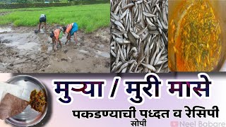 मुऱ्या 🎏|| मुरी मासे || मुरी || मुरी सोपी रेसीपी || Muri Recipe || Small fish fishing ||