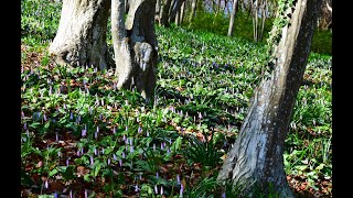 春の散歩・みかも山(三毳山)公園 / Spring Walk mikamoyama park