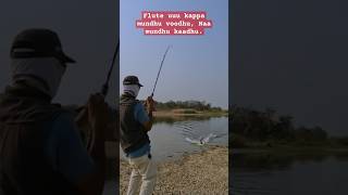 Korameenu Fishing, Murrel Fishing, Snakehead fishing, Telugu Murrel Fishing #fishing