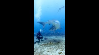 Tiger shark turns on diver