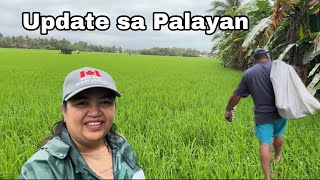 Update sa Palayan ni Melot + Masaya ang kantyawan sa pagta trabaho sa bahay ni Adyaw