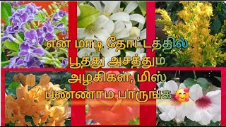 மாடி தோட்டத்தில் கொத்து கொத்தாக பூத்து அசத்தும் மலர்கள்/ RSA Nature