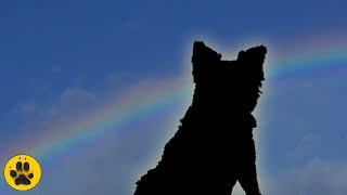 At Home Euthanasia What to Expect