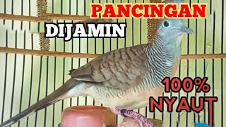 Pancingan Dijamin  100% Nyaut