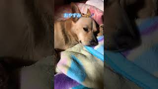 おやすみなさい💤🐕🧸#cute #dog #doglover #nature #youtubeshorts