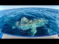 The BIGGEST SHARK I Have Ever Seen - Great White Circles My Boat