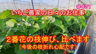 ２番花の枝伸び、比べます（今後の枝折れ心配です）　いちご農家の日々のお仕事　＃４３１