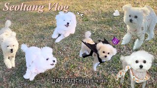 강아지VLOG| 우다다는 좋지만 돌탑은 아직 무서운 소녀설탕🤣🐶