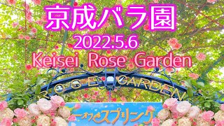 【京成バラ園】2022年見ごろはいつ？5月6日の開花状況