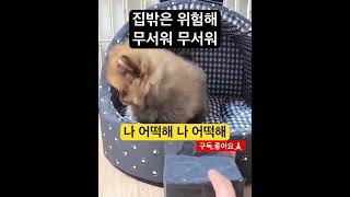 집밖은 위험해 무서워 무서워#short #포메라니안 #포메 #반려견 #강아지일상 #강아지키우기