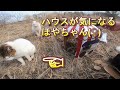 セリア ペットハウスレビュー