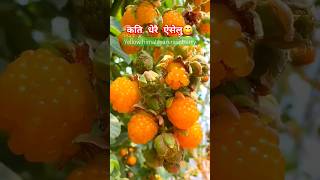 आहा! ऐसेलु😋 पाक्यो | yellow himalayan raspberry | aiselu #shorts