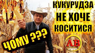 ЩО ТАКЕ ФАО?🌽 ВІД ЧОГО ЗАЛЕЖИТЬ? ЧОМУ ЗАТЯГУЄТЬСЯ ЗБИРАННЯ КУКУРУДЗА ДБ @ХОТИН 🌽