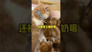 【麻蛋和丑丑】生孩子前VS生孩子后！