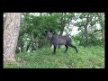 野生のカモシカが迫ってきた japanese serow