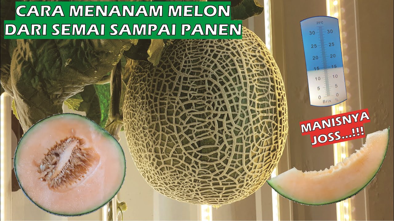 Cara Menanam Melon Hidroponik Dari Semai Sampai Panen - Part 2 ...