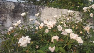 My Home 7 Days Rose ❤️❤️❤️ 100+ flowers in one Plant 😍😍