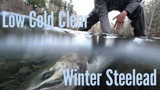 Low And Clear Winter Steelhead