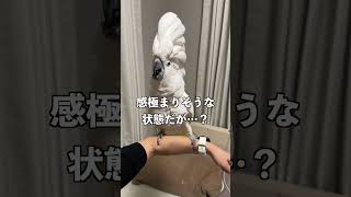 一瞬で高まって一瞬で叩き落される不憫系オウム #shorts