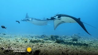 A Shark’s Bite May Not Be Enough to Stop a Giant Manta Ray 🦈 Great Blue Wild | Smithsonian Channel