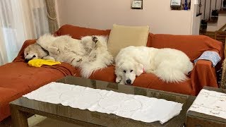 ルンルン山の家へ戻る　Great Pyrenees　グレートピレニーズ