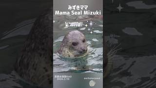 みずきママ Mama seal Mizuki 男鹿水族館GAO