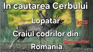 In cautarea Cerbului Lopatar/ Minunăția din Romania / Documentar