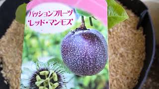 パッションフルーツ 時計草 でっかい実 レッド マンモス 植え付け