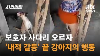 보호자 사다리 오르자…'내적 갈등' 끝 강아지의 행동은 #글로벌픽 / JTBC 사건반장
