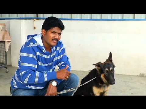 German Shepherd dog training German Shepherd dog training