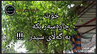 خۆت چارەسەر بکە بە گەڵای سیدر