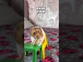 raise your hand..🙋‍♂️mr. teacake loves hamster safe breadsticks 😊 shorts pets pet